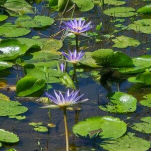 Blauwe Lotus en het heilige vrouwelijke: een avond van welzijn